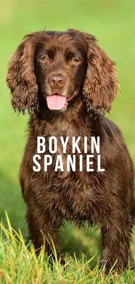 Boykin Spaniel A Complete Guide To A New Breed Of Dog Boykin