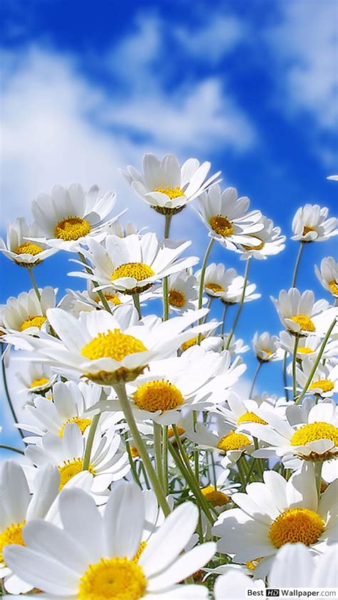 Daisy Phone Wallpapers Top Free Daisy Phone Backgrounds Wallpaperaccess