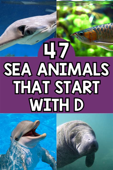 47 Fun Sea Animals That Start With D Plus Facts