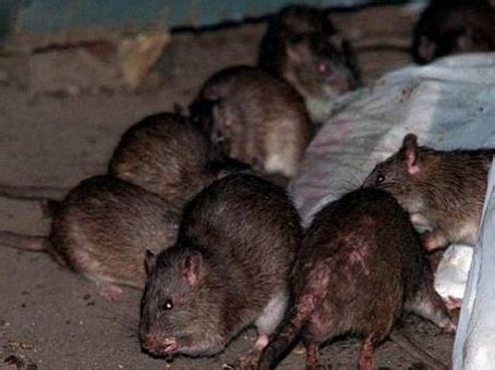 Eliminar ratas de su vivenda Cómo eliminar plaga de ratas y ratones