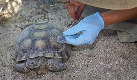 Transmitter On Desert Tortoise