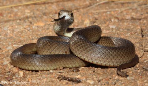 7 Best venomous oklahoma snakes images | Snake venom, Snake, Oklahoma