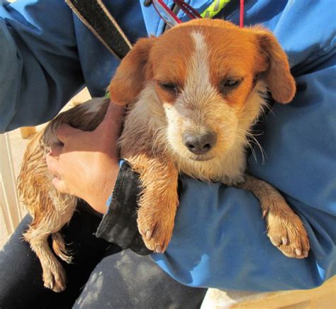 Pimienta Perro Adoptado En Castalla Alicante Bamb Difunde