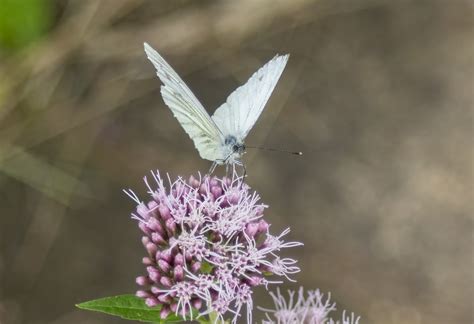 Borboleta Flor Polinizar Foto Gratuita No Pixabay Pixabay