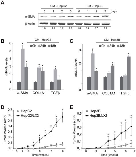 LX2 Cells Are Activated By Conditioned Medium CM From HepG2 And Hep3B