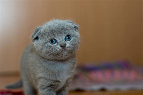 Grey Fur Kitten · Free Stock Photo