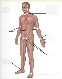 Aaos Emt Eleventh Edition Major Pulse Locations Diagram Quizlet