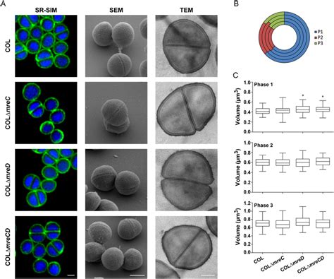 Absence Of Mrec Or Mred Has No Effect On Cell Morphology Cell