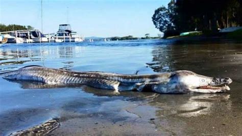 Apareció Una Extraña Criatura A Orillas De Un Lago Diario Panorama