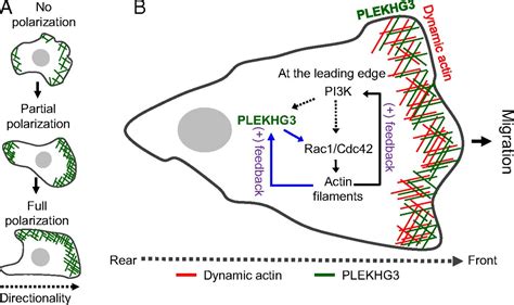 Plekhg Enhances Polarized Cell Migration By Activating Actin Filaments