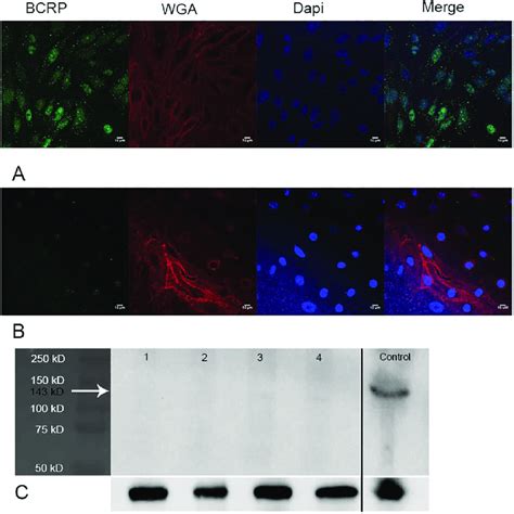 Bcrp Expression In Confluent Hcmec D3 Cells And Bend 3 Cells Confocal Download Scientific