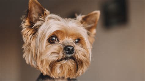 The Tiniest Puppy In World - Puppy And Pets