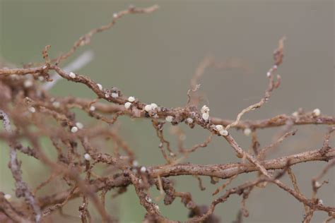 Edible Bean Disease Management Sylvite