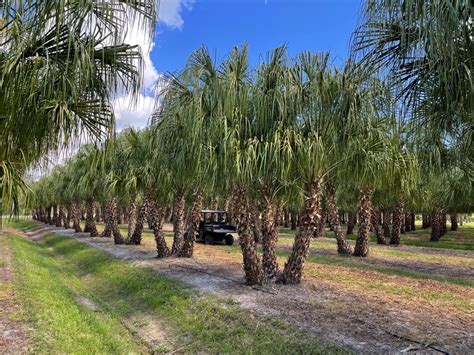 Ribbon Palm Multi Fish Branch Tree Farm