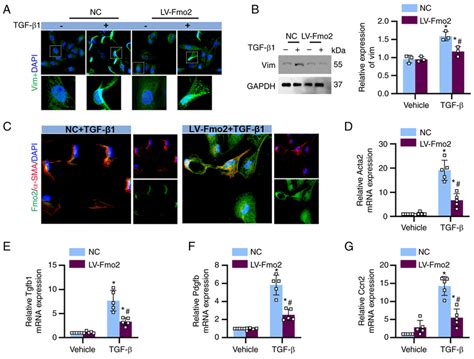 The Expression Of Fmo Reduces The Impact Of Tgf On Bumpt Cells A