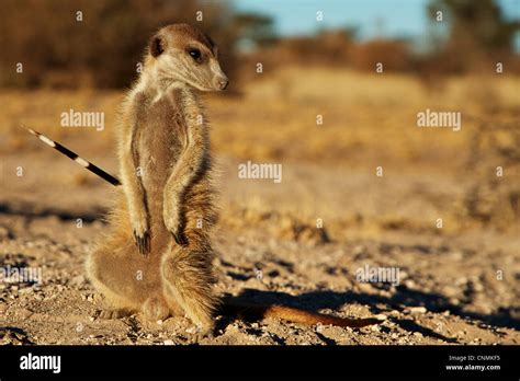 Meerkat Suricata Suricatta Erwachsenen Stachelschwein Feder Stecken