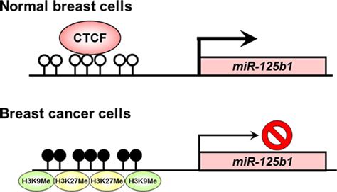 Disruption Of CTCF Binding At The MiR 125b1 CpG Island In Human