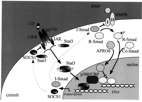 Schematic Representation Of The Stat And Smad Signaling Pathways The