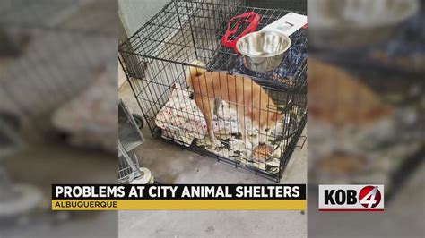 4 Investigates: Former animal shelter employee speaks out on deplorable ...