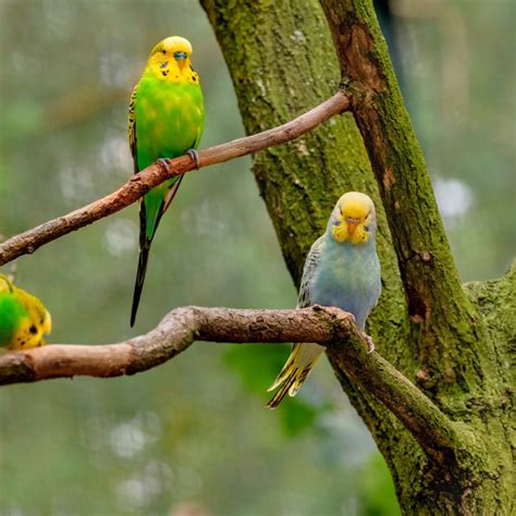 Parakeets Species - Avonturia