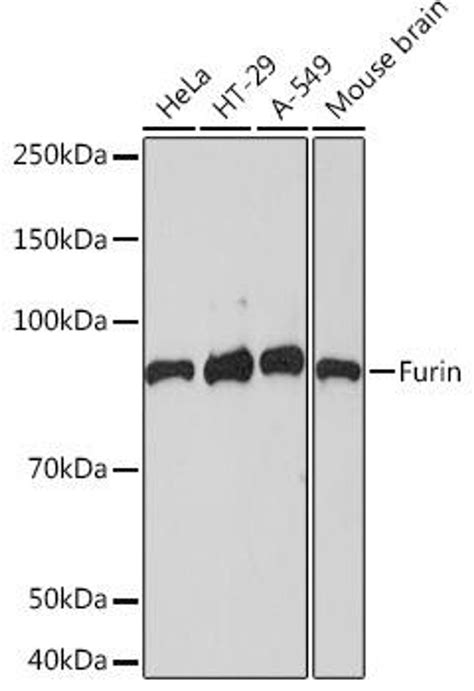 Anti Furin 抗体 Assay Genie