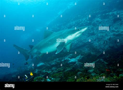 Smalltooth Sand Tiger Shark Odontaspis Ferox Malpelo East Pacific