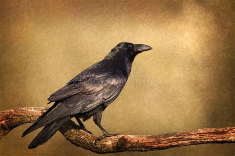 Bird Common Raven Corvus Corax, Dark Style Big Black Scary Bird Sitting ...