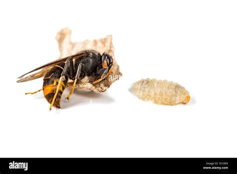 Asian Giant Hornet Bee Cut Out Stock Images And Pictures Alamy