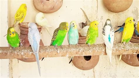 1 Hr Budgies Sing Playing & Eating, Cute Budgies Chirping. Reduce Stress of lonely Birds 19/11 ...