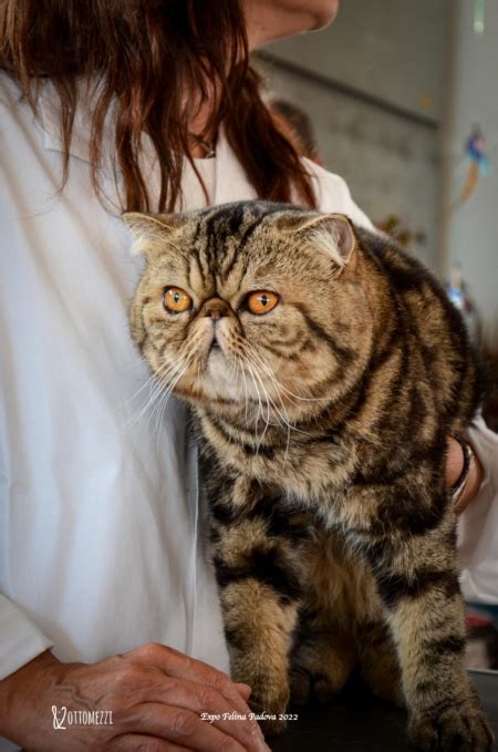 Exotic Shorthair Carattere Allevamenti E Prezzi Miciogattoit