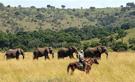 Luxury, Tailor-made Safari Holidays | Safari Experiences from True Travel