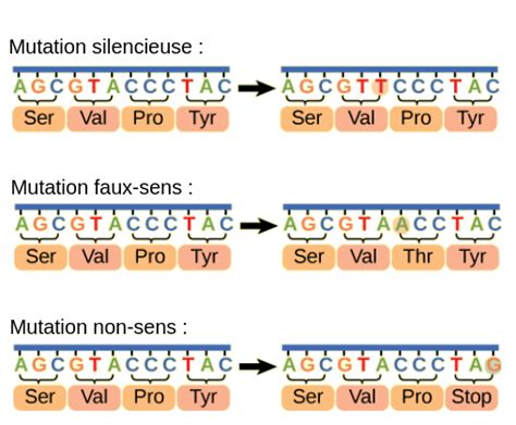 Mutation Silencieuse