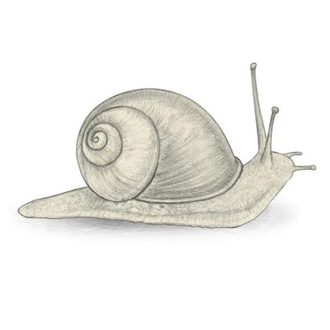 Realistic Pencil Drawing Of Snail Premium Vector