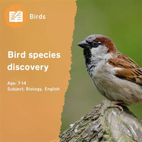 Bird Species Discovery Outdoor Lesson Idea By Learning Through Landscapes