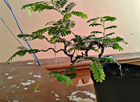 Johanes Goh Bonsai Studiocom Plant From The Seed Tamarindus Indica