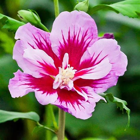 Purple Pillar® Hibiscus For Sale Online The Tree Center