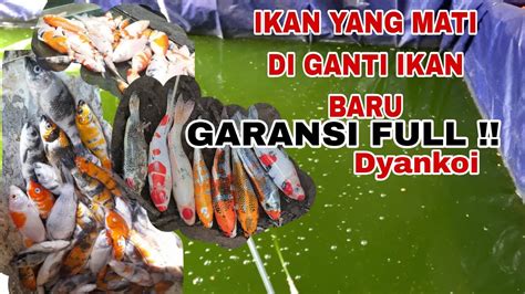 BEGINI CARA KARANTINA IKAN DENGAN BENAR SETELAH NYAMPE LOKASI