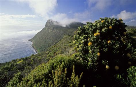 Fynbos Biome of the Western Cape, South Africa