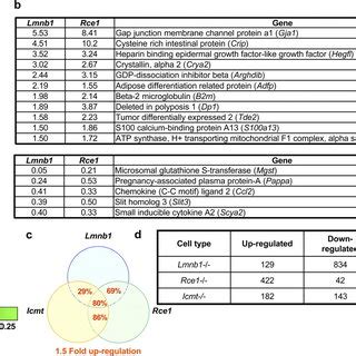 A Summary Of The Gene Expression Changes In Cells Lacking Full Length