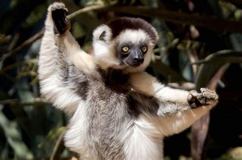 Madagascar comes to life with the lemur that loves to dance | Daily Star