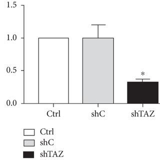 Knockdown Of YAP And TAZ In The Lentiviral Transduced RA FLS A B