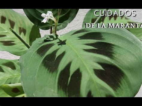 Cuidados Y Mantenimiento De Las Marantas Flor Consejos Para Mantener