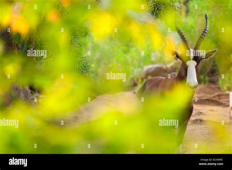 Escondido Deer Park Hi Res Stock Photography And Images Alamy