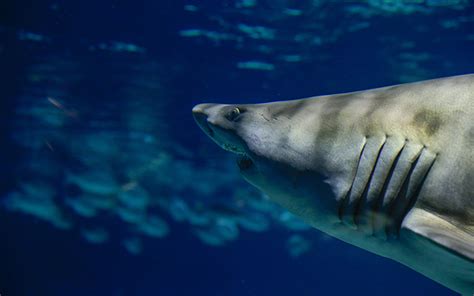 How Arizona’s Largest Aquarium Keeps Its Sharks Happy, Healthy ...