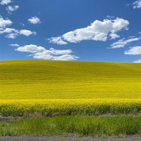 Um Campo De Flores Amarelas Uma Estrada Ao Fundo Foto Premium