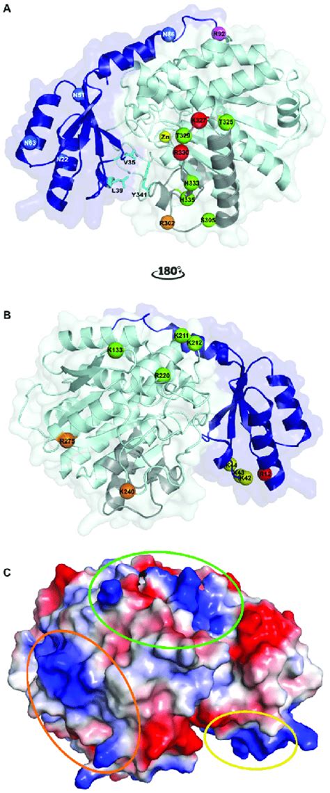 Crystallographic Structure Of Human Thrombin Activatable Fibrinolysis