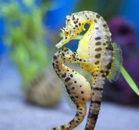 Seahorse Couple Two Pot Bellied Seahorses Cuddle Together Flickr