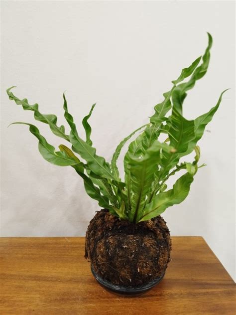 Osaka Asplenium Antiquum Kokedama Japanese Birds Nest Fern