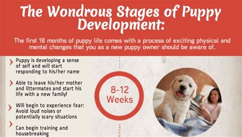 The Wondrous Stages Of Puppy Development [Infographic] | Puppy ...