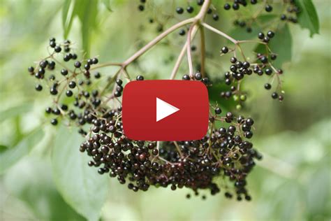 Elderberry Festival This Weekend Weaver Street Market